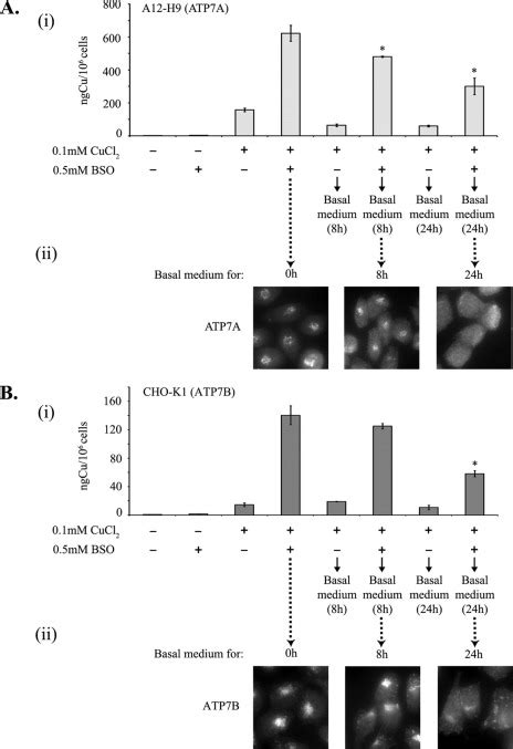 Role Of Glutaredoxin1 And Glutathione In Regulating The Activity Of The