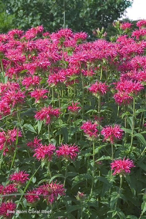 Bee Balm - Saskatoon Landscape Store
