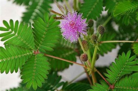 Sensitive Plant Mimosa Pudica Or Touch Me Not Ultimate Care Guide