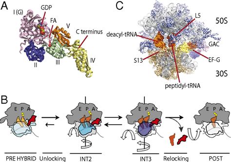 Bacterial Ribosome Structure