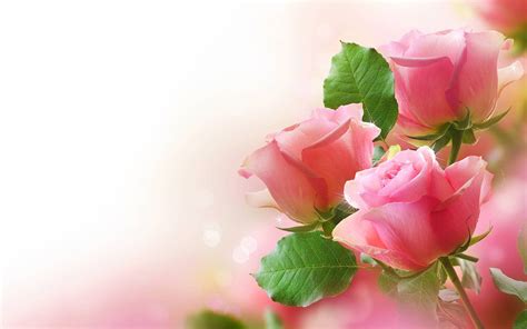 Download Love Rose Pink Wallpaper