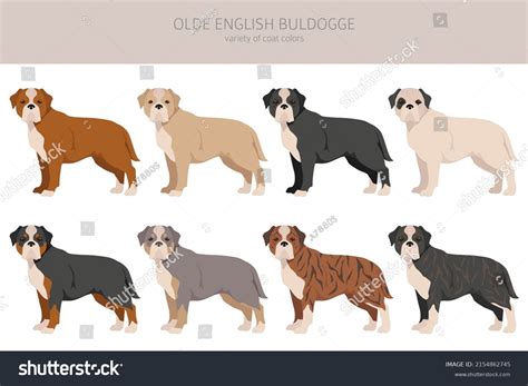 17 Leavitt Bulldog Images, Stock Photos & Vectors | Shutterstock