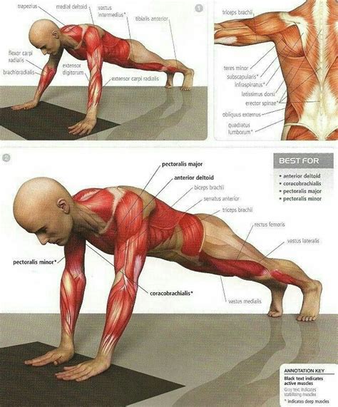 Pin by Laura Hall on Muscle fitness | Yoga anatomy, Yoga muscles ...