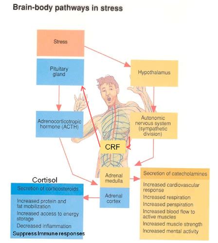 Chapter Stress Coping Health Flashcards Quizlet