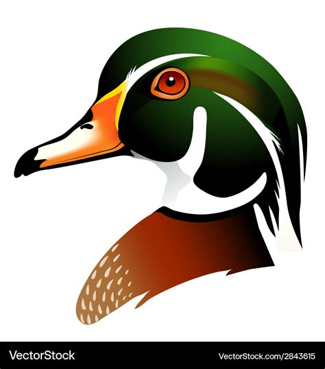 Wood Duck Royalty Free Vector Image Vectorstock