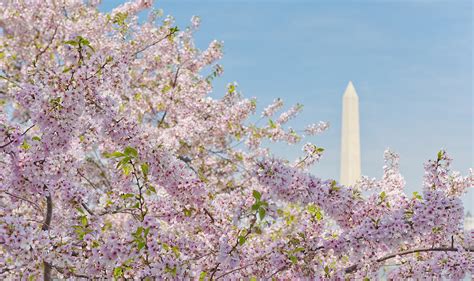 Washington DC Cherry Blossom Wallpaper - WallpaperSafari