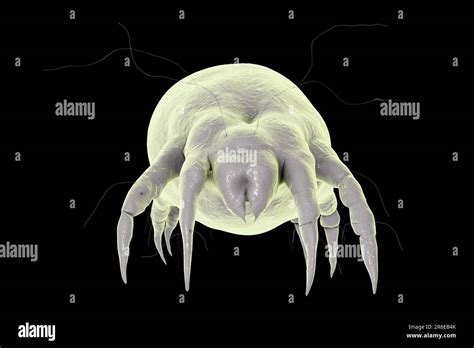 Ácaros del polvo Dermatophagoides pteronyssinus ilustración por