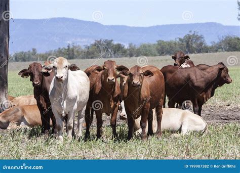 Brahman Cattle stock photo. Image of zebuine, brahman - 199907382