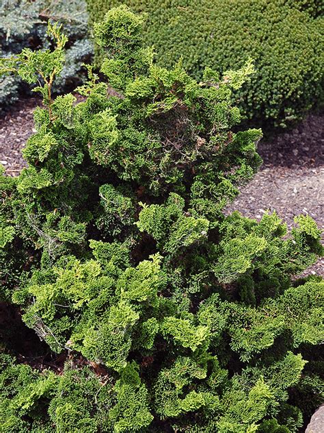 World Plants