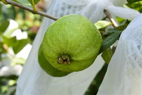 Fresh guava fruit stock photo. Image of beautiful, indian - 260596368