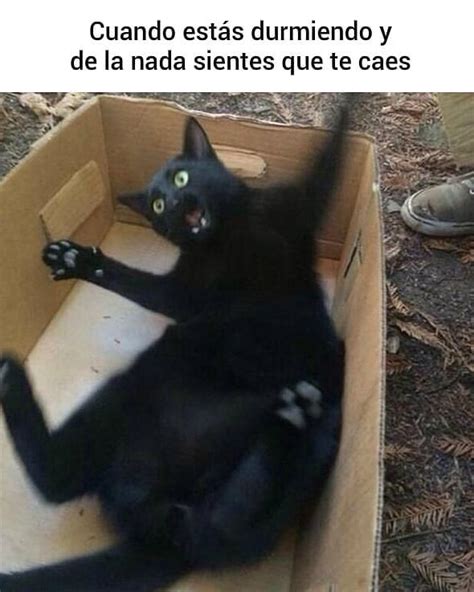 Cuando Estas Durmiendo Y De La Nada Sientes Que Te Caes Memes