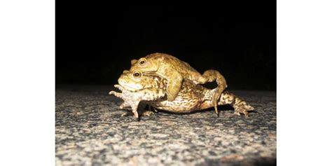 Bourgogne Nature Amphibiens Cras S Sur Les Routes La Recherche