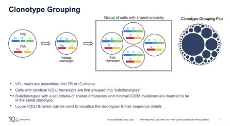 Chromium单细胞5基于条形码的抗原特异性克隆型图谱 10x Genomics