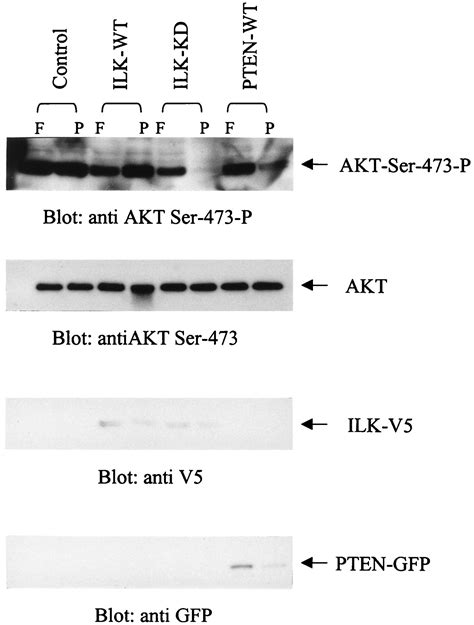 Inhibition Of Integrin Linked Kinase Ilk Suppresses Activation Of