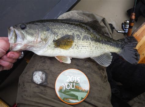 Bass, Largemouth | www.roughfish.com