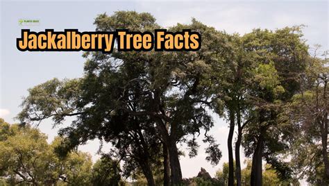 Jackalberry Tree With Exciting Facts & Care Tips