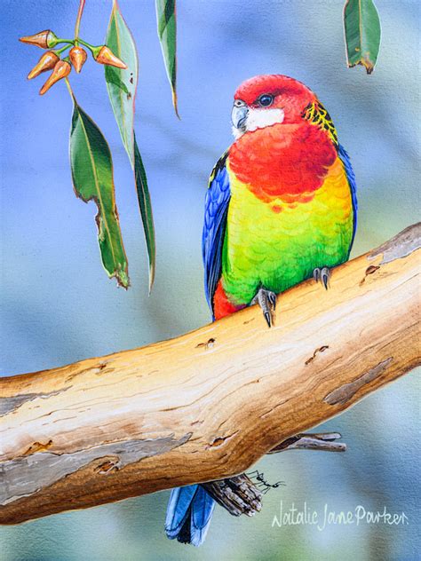 Eastern Rosella Platycercus Eximius Australian Wildlife Art By