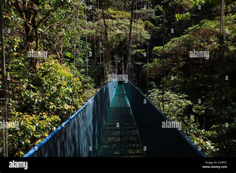 Rainforest canopy walkway hi-res stock photography and images - Alamy