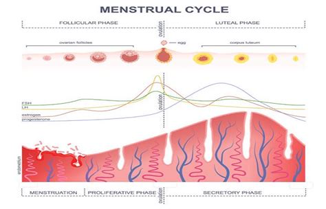 Short luteal phase: causes, symptoms and treatment - Fastlyheal