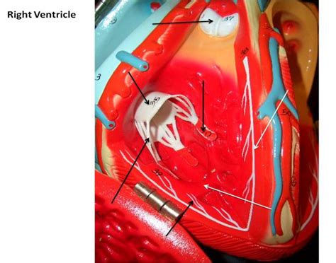 ventricle  quiz