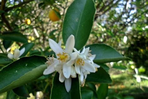 flor de lima Lima, Gardens, Plants, Flowers, Limes, Outdoor Gardens ...