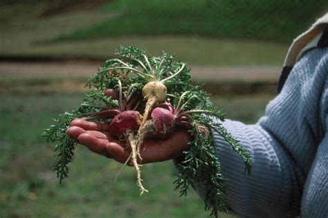 nutritional   maca herbs america