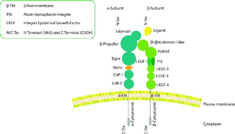 Integrin Heterodimers Consists Of An Alpha And A Beta Subunit