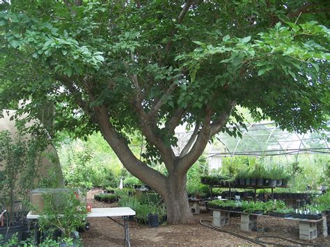 Mulberry Fruitless — Colorado Tree Coalition