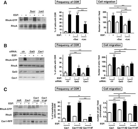 EGF Induced RhoA Activation CDR Formation And Cell Migration Are