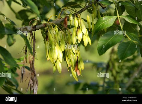 Tree Seed Pods Identification Guide: 75 Species (Full, 56% OFF