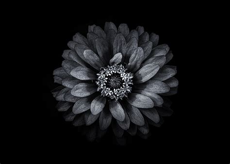 backyard flowers  black  white  continuation   flickr