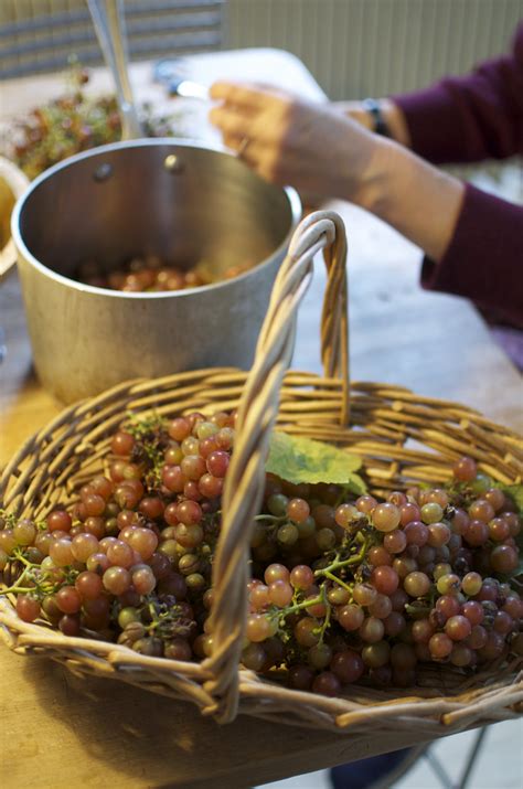 Making grape jelly | It's been a good year for grapes from o… | Flickr