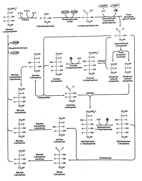 Calvin Cycle Study Solutions