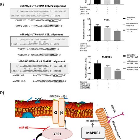 Crmp Yes And Mapre Are Direct Targets Of Mir A Schematic