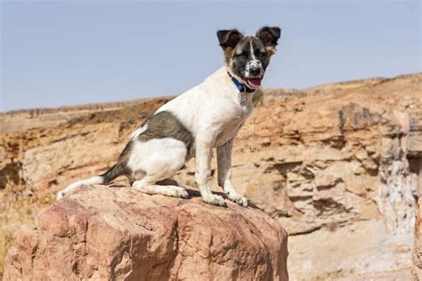 White Canaan Dog Stock Photos Free And Royalty Free Stock Photos From