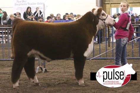 Illinois Beef Expo Hereford Steers The Pulse