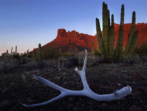 Organ Pipe Cactus National Monument English