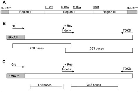 Schematic Representation Of The MtDNA Locus Control Region CR Under