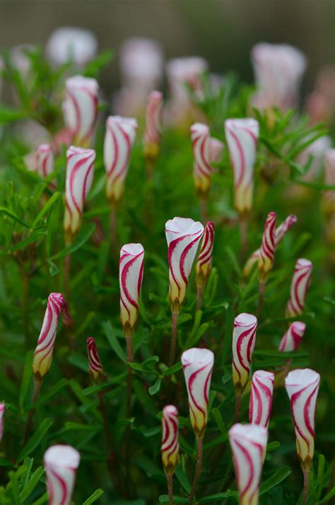 Oxalis Versicolor Plants In The Path Flickr