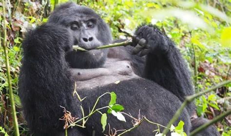 3 Days Chimpanzee Trekking Kibale Uganda Primate Tracking Tour