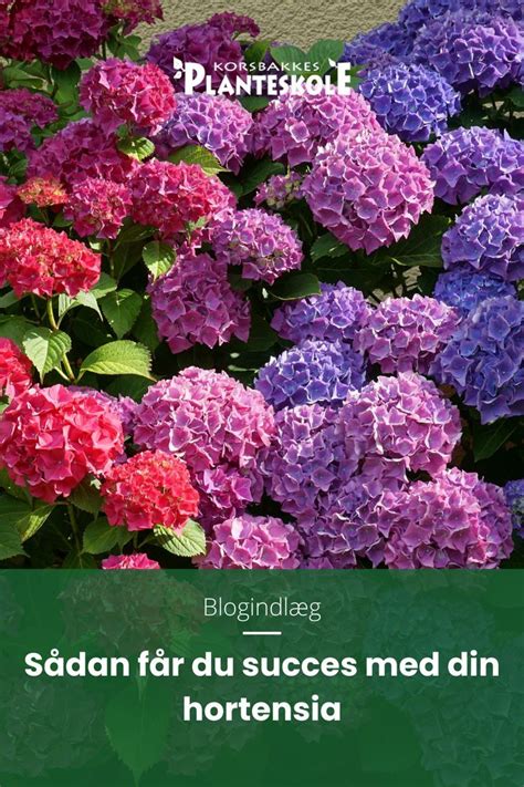 Colorful Flowers With The Words Sadan Far Du Suces Med Din Hortensia