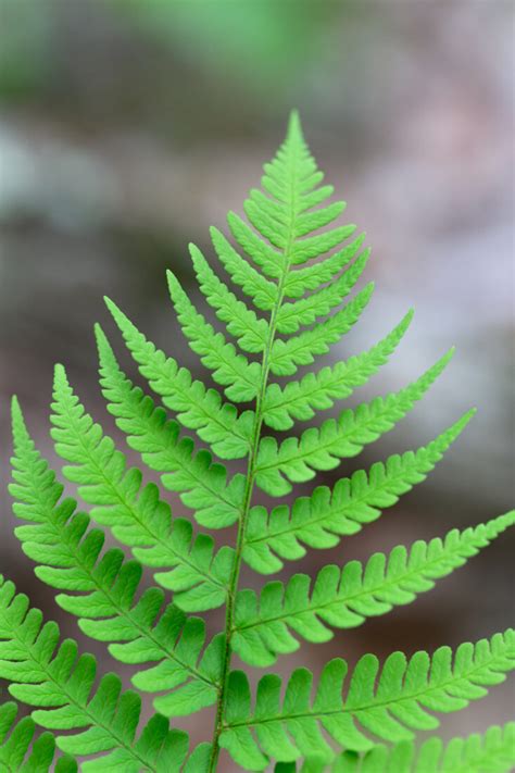 Fern Leaves Background Royalty-Free Stock Photo