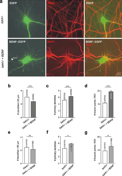 Altered Dendritic Morphology After Bdnf Expression In Solitary