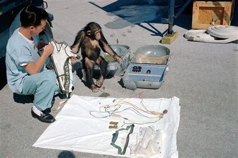 18 Interesting Facts about Ham the Chimp - World's Facts