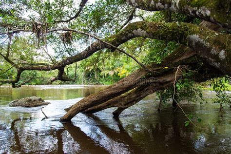 A Calm River In The Deep Forest Stock Image Image Of Beautiful