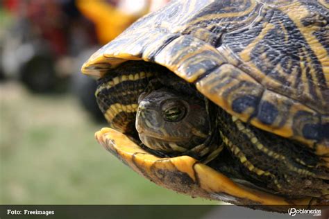 Oh Querido Retirada Creaci N Efecto Tortuga En Los Hombres Recepci N