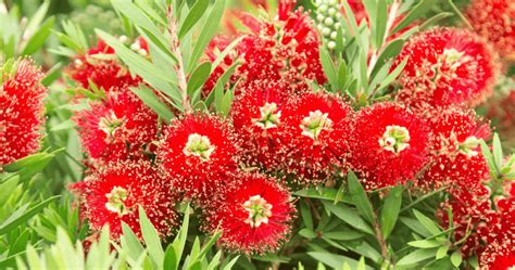 Red White And Bloom Sunset Plant Collection