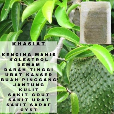 Uncang Teh Daun Durian Belanda Semulajadi Lazada