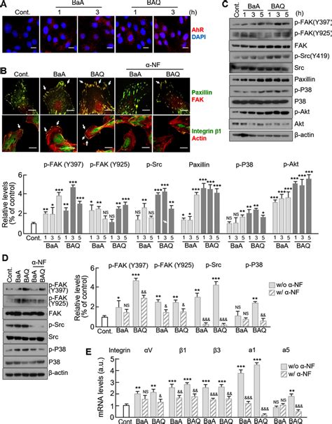 Effects Of PAHs And Oxy PAHs On The Formation Of The Focal Adhesion