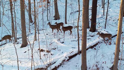 Flintlock Muzzleloader Deer Hunting In Pennsylvania